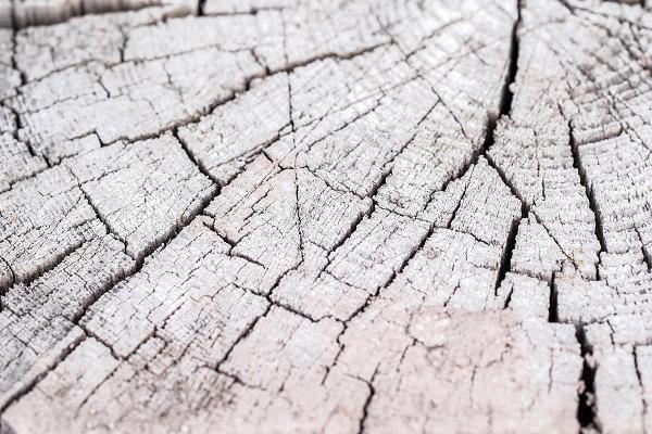 What Was Alfred Wegener's Continental Drift Theory?